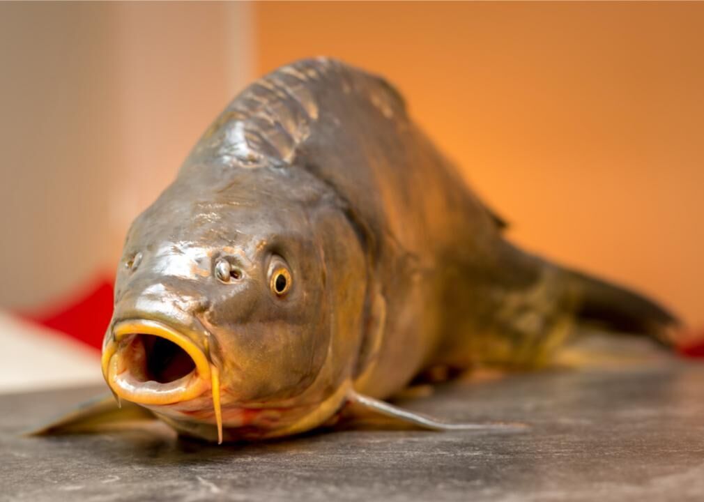 Slovakia: Bathtub carp